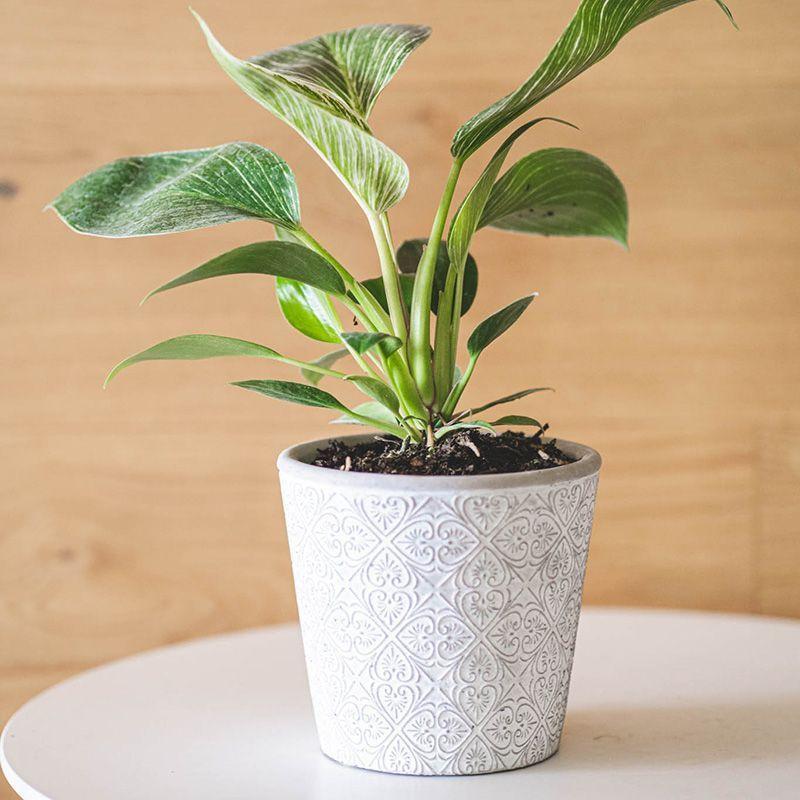 Macetero blanco LAUREL 14x12,5cm -2