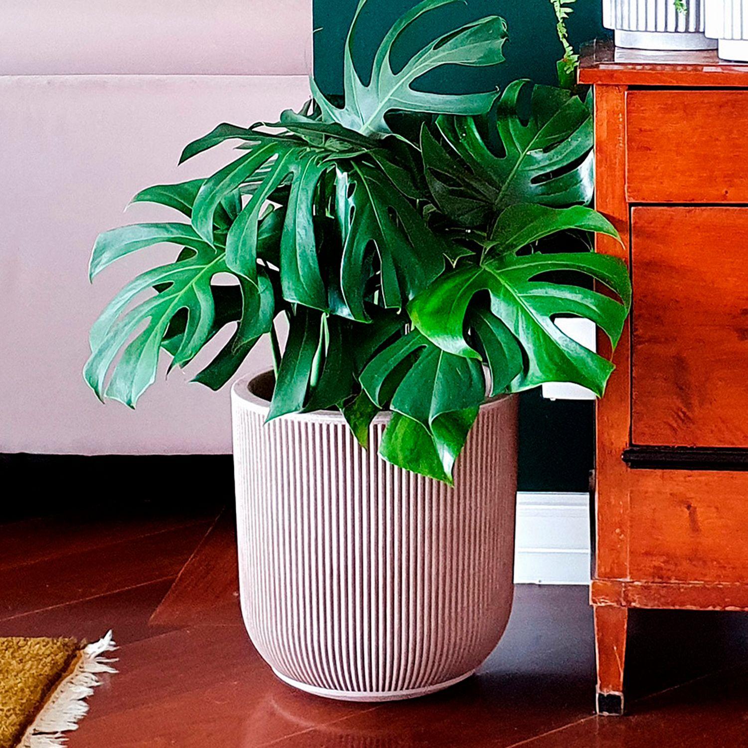 Macetero Pumalin 45 Crema-2