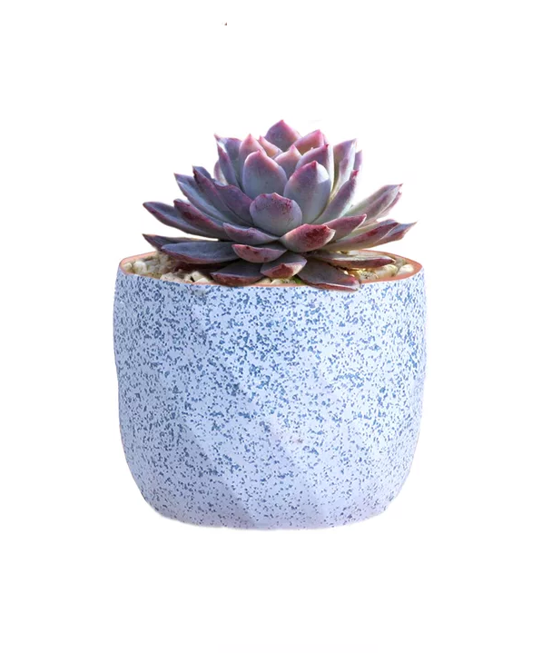Macetero Geométrico Cerámica Suculentas 72x6cm Pack 10 Rosa-3