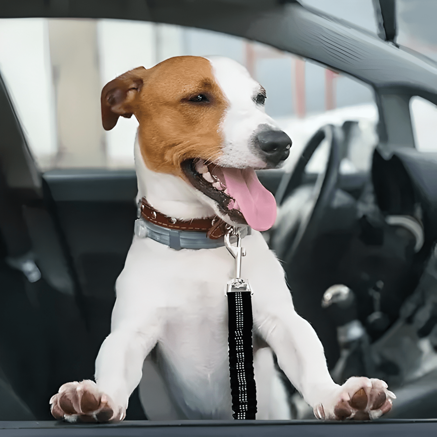 Cinturón seguridad perro gato zona mascotas correa elástica-3