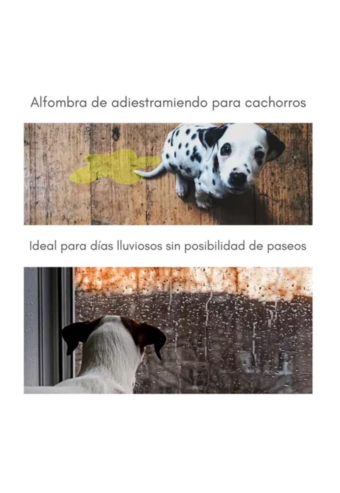 Baño ecológico sanitario para mascotas talla M-6