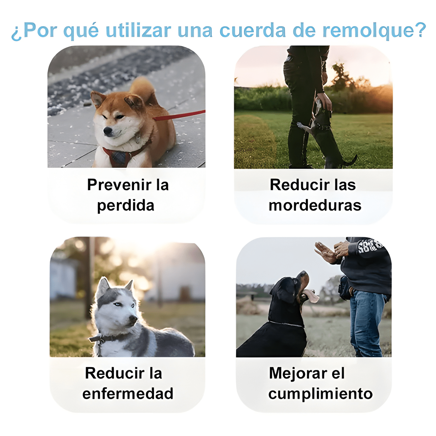Correa retráctil lm de 5 m para perro y gato, hasta 14 kg-3