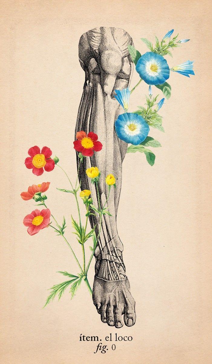 El Tarot De Anatomía Y Botánica Antiguas-3