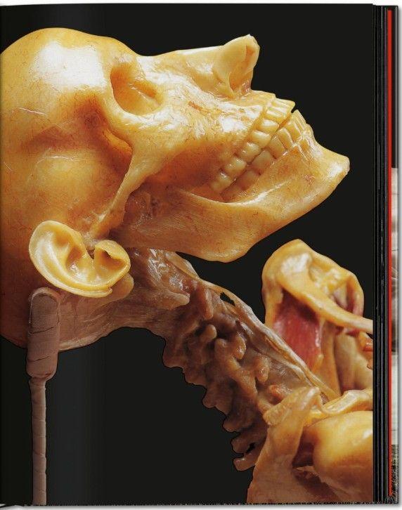 Anatomical Waxes. 45th Ed.-2