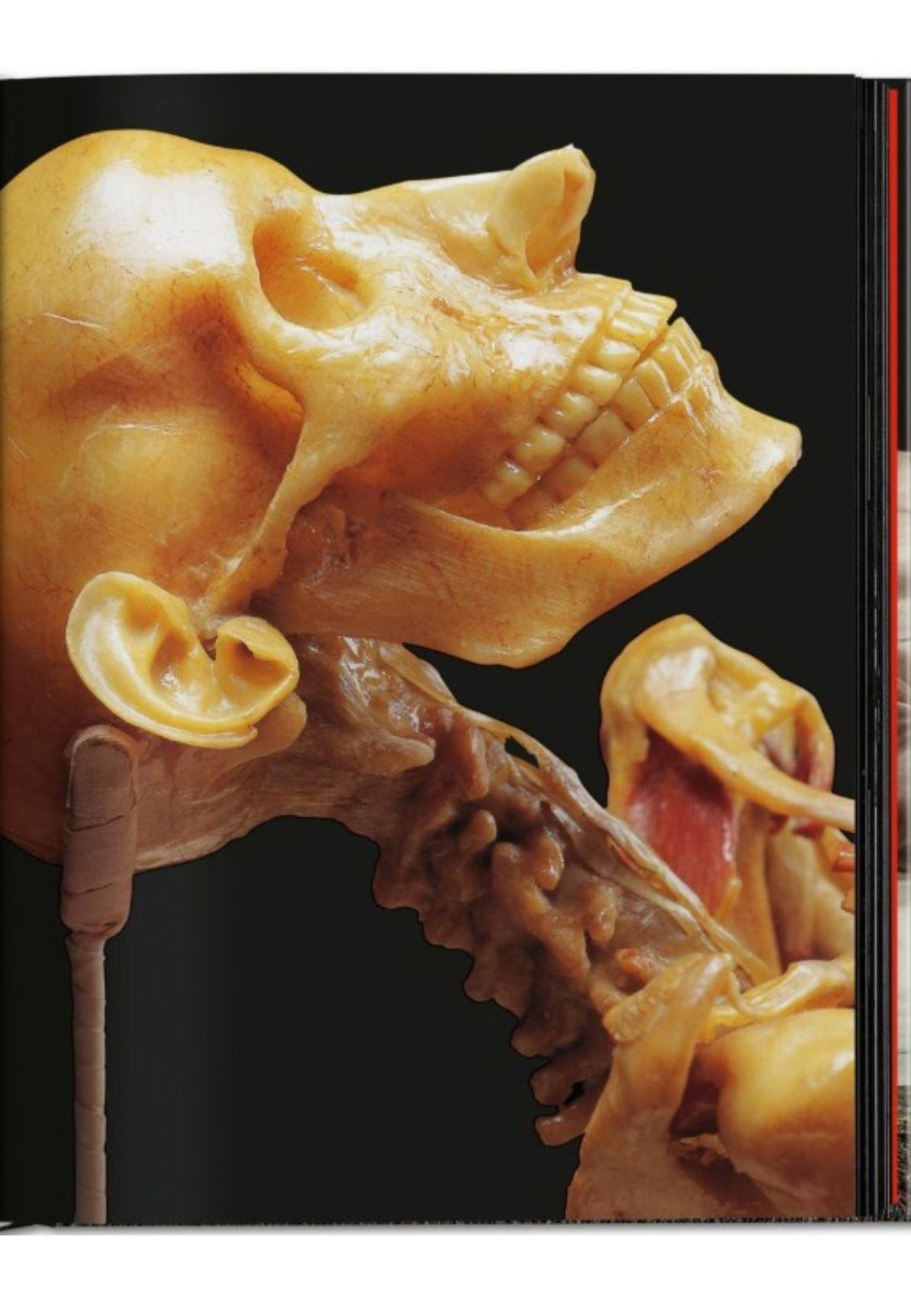 Anatomical Waxes. 45th Ed.-1