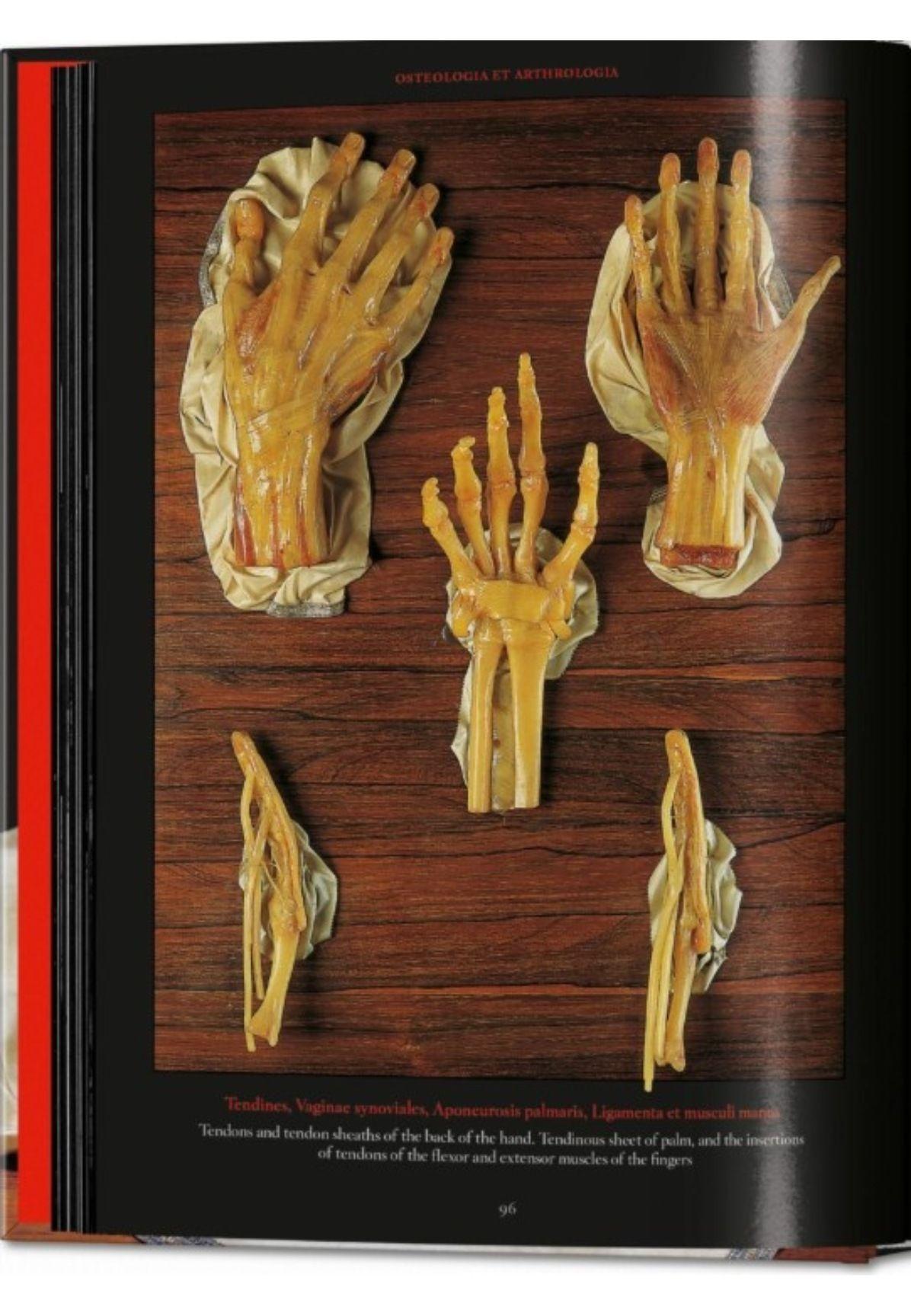 Anatomical Waxes. 45th Ed.-2