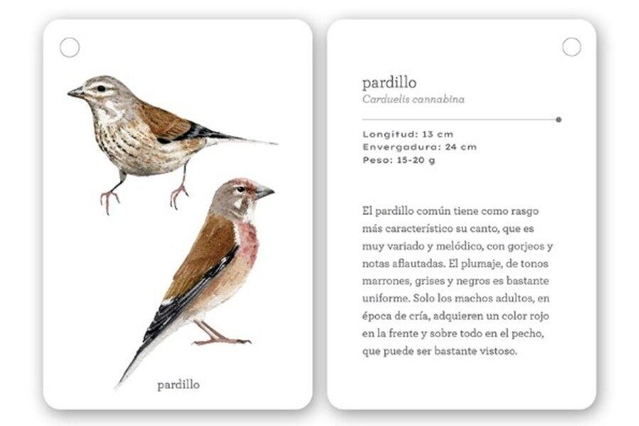 Fíjate: Pájaros. Guía para iniciar la observación pájaros-4