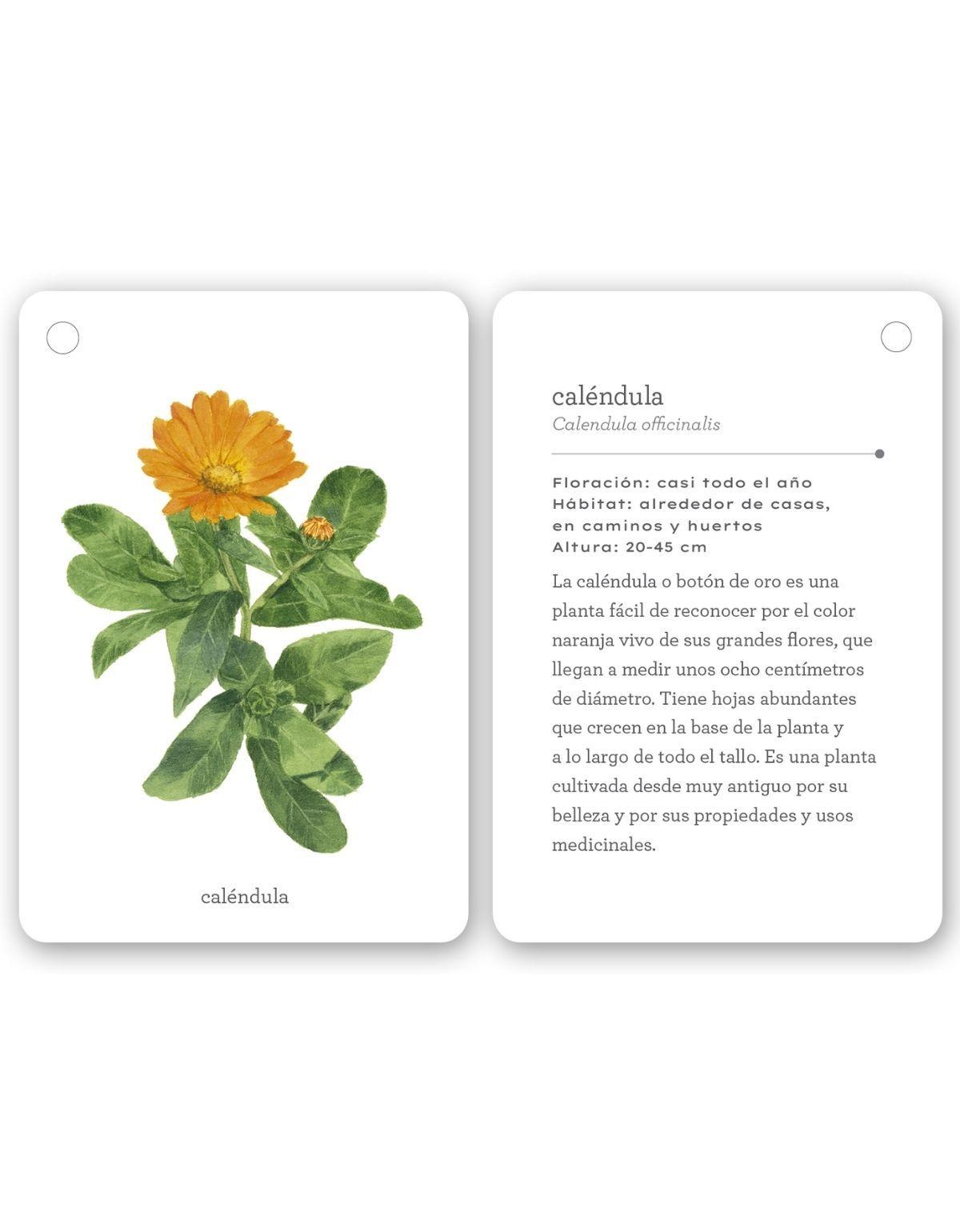 Fíjate: Flores silvestres-4