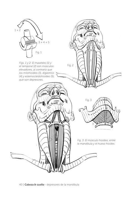 Libro Anatomia Artistica 5-2