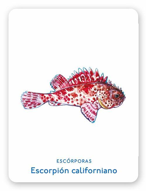 Un Mar De Animales. Juego De Memoria-2