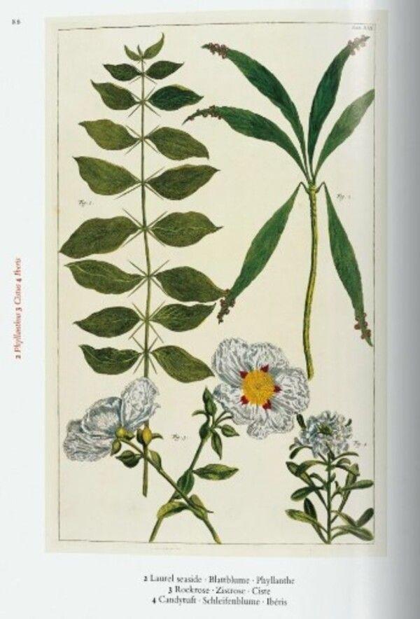 40 - Seba. Cabinet Of Natural Curiosities-3