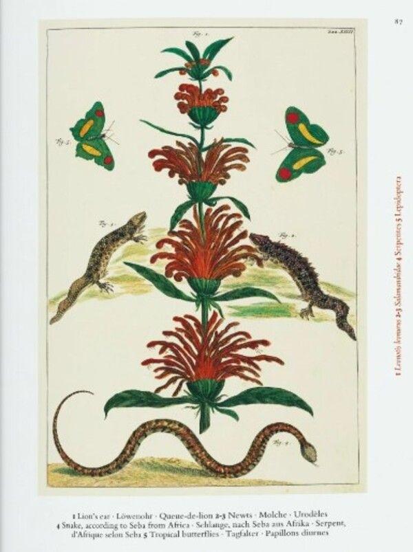 40 - Seba. Cabinet Of Natural Curiosities-4