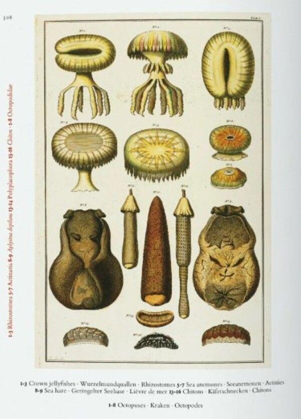 40 - Seba. Cabinet Of Natural Curiosities-5