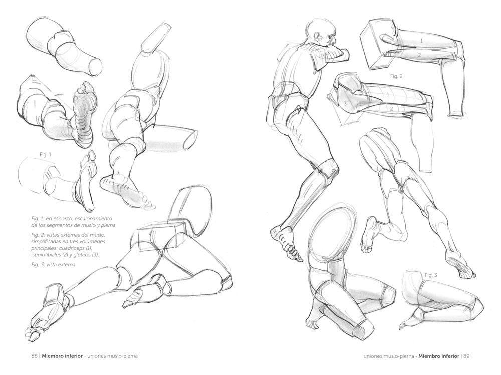 Anatomia - Anatomia Artistica 2-2
