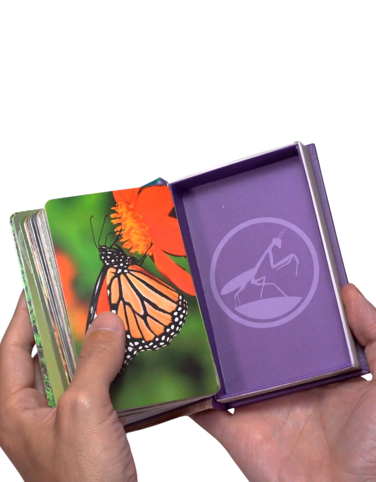 Enciclopedia de Bichos-2