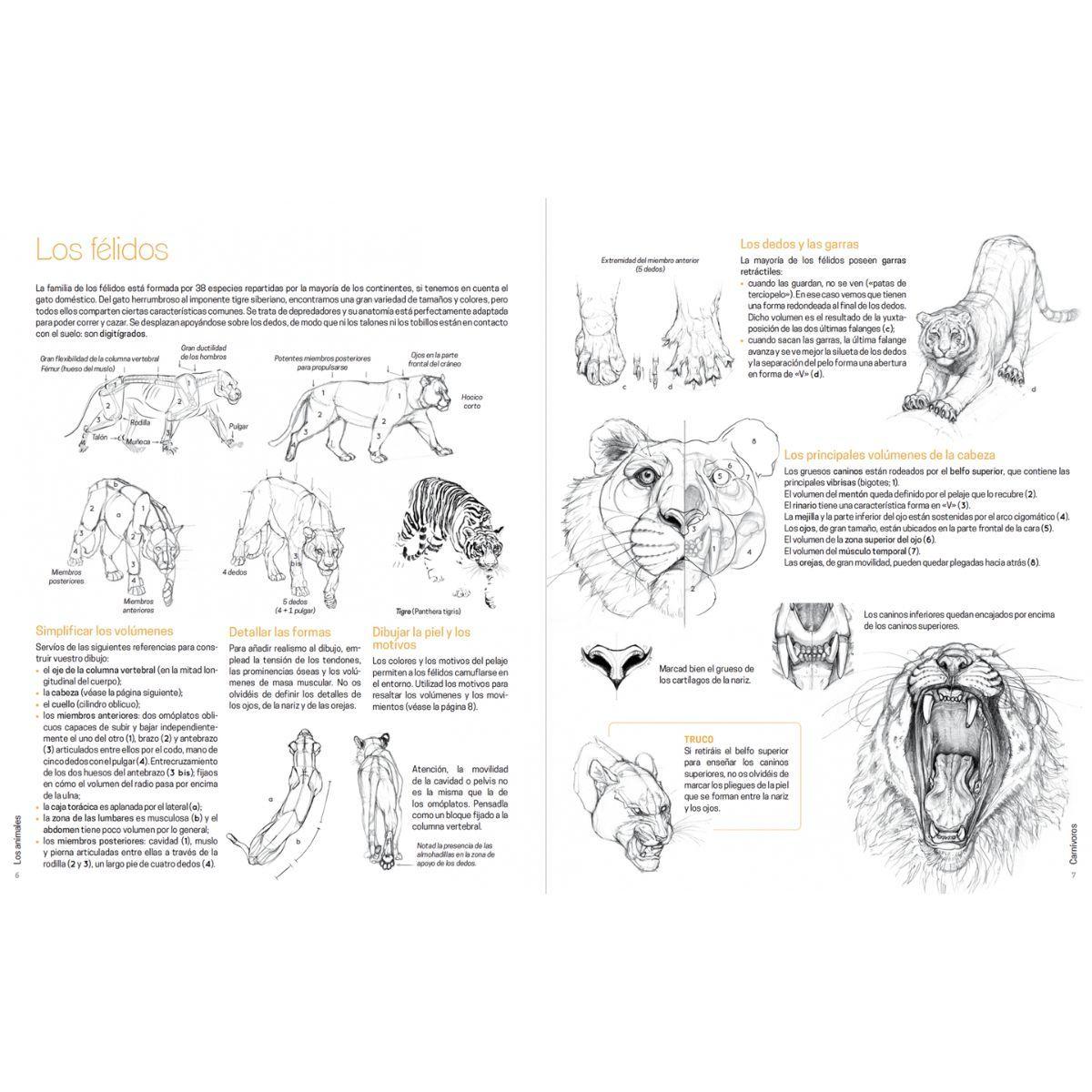 Dibujar los animales-2