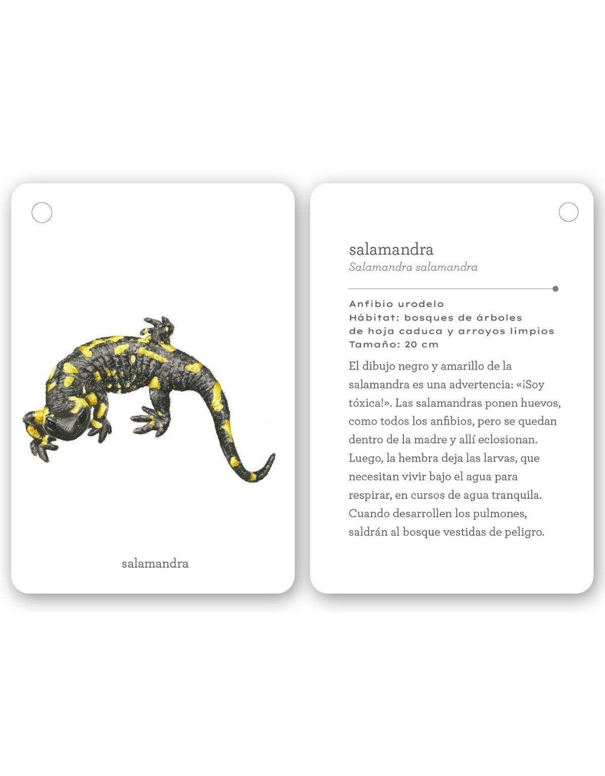 Fíjate: Réptiles y anfibios-4