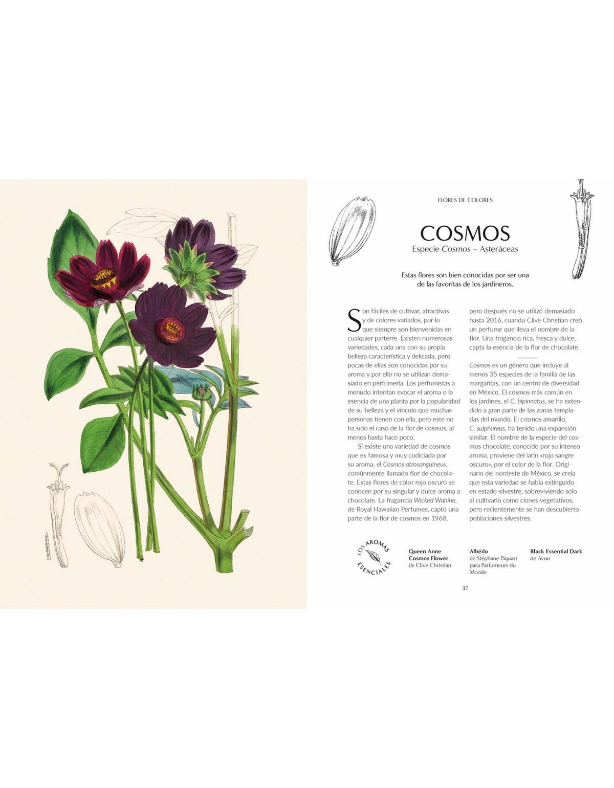 Perfume - el origen botánico de las fragancias-1