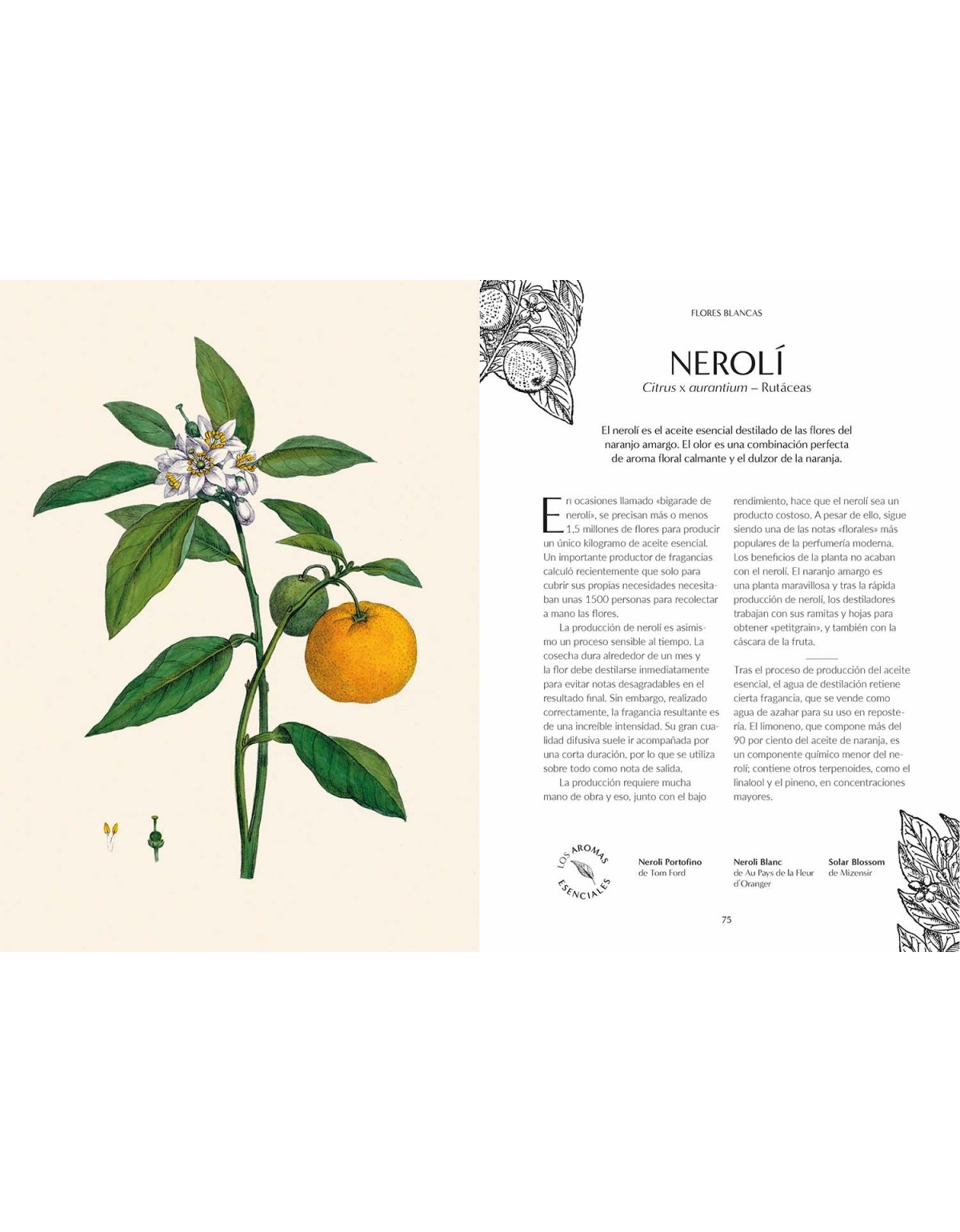 Perfume - el origen botánico de las fragancias-2