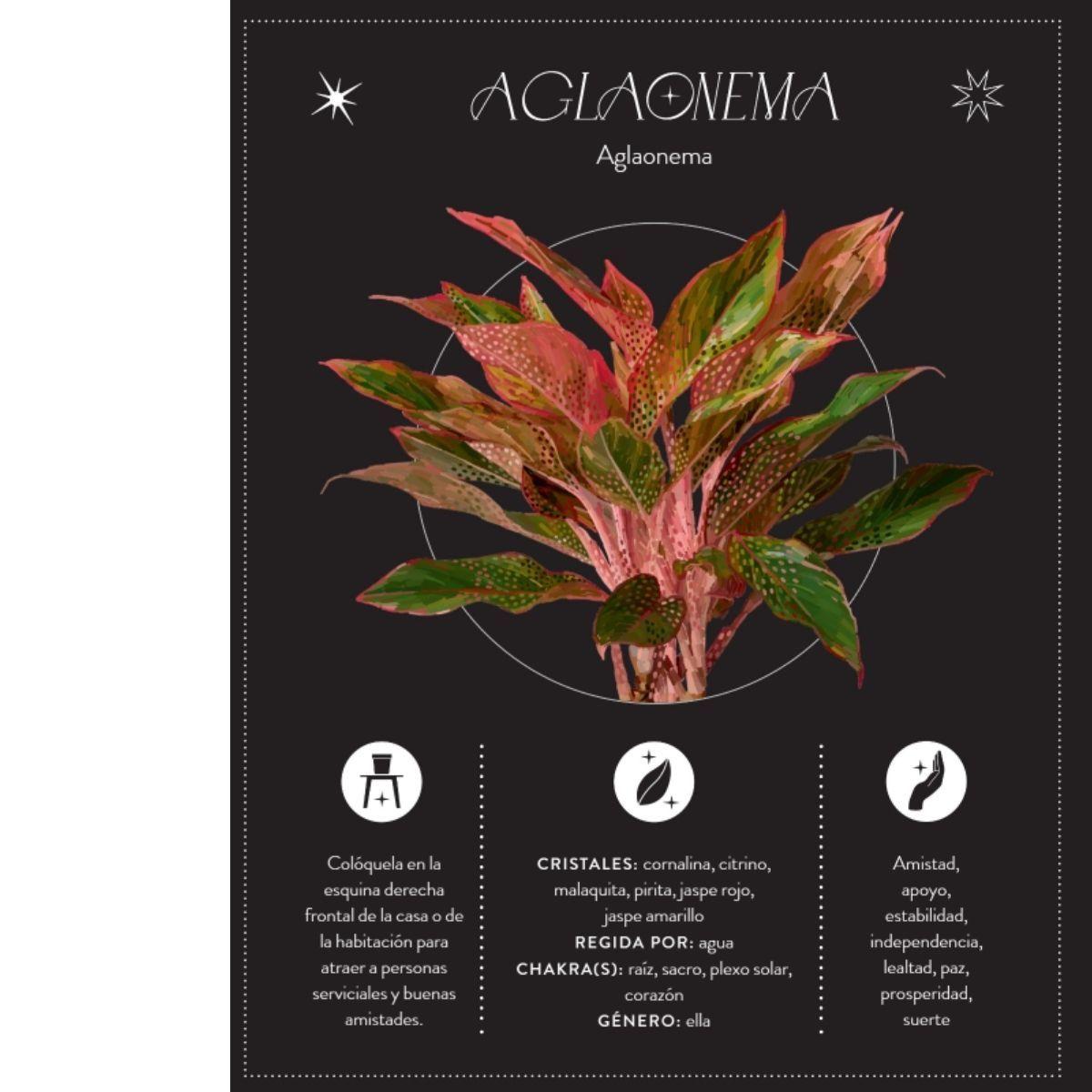 La magia de las plantas-2