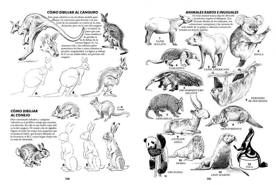 Libro Animales. Cómo dibujar su forma y movimientos-2