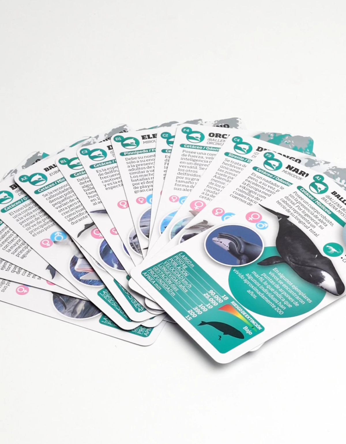 Enciclopedia de animales. Mamíferos marinos-3