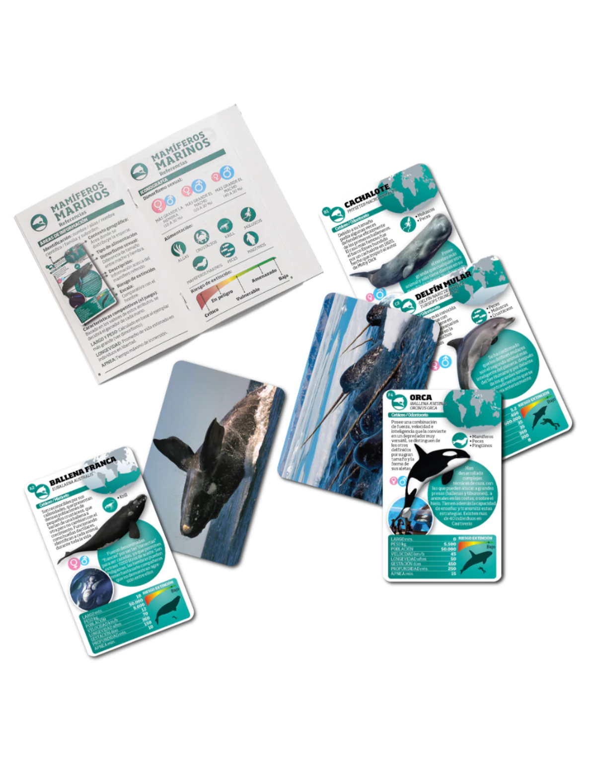 Enciclopedia de animales. Mamíferos marinos-5