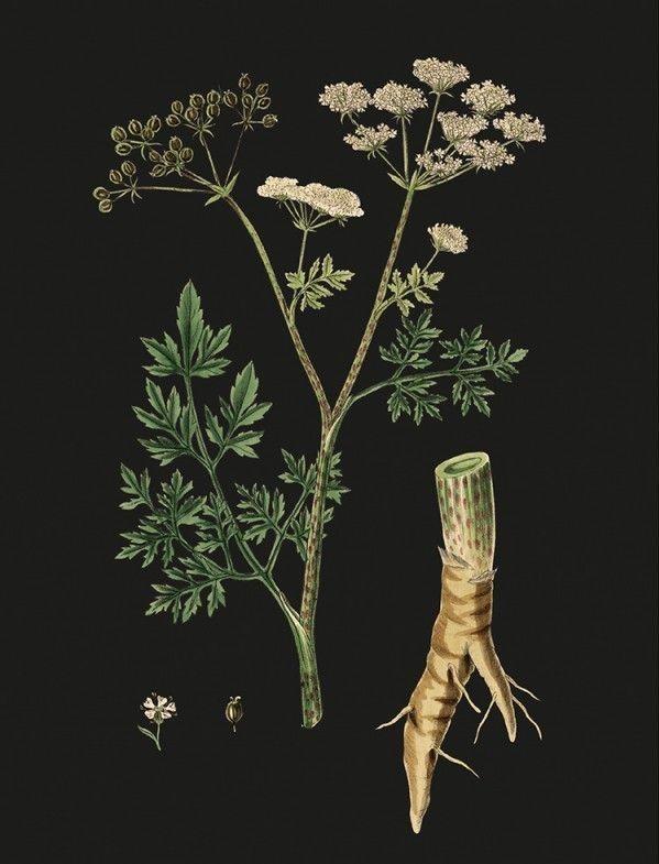 Venenos (Asesinos Silenciosos)-2