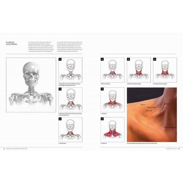Anatomía humana esencial para artistas-2