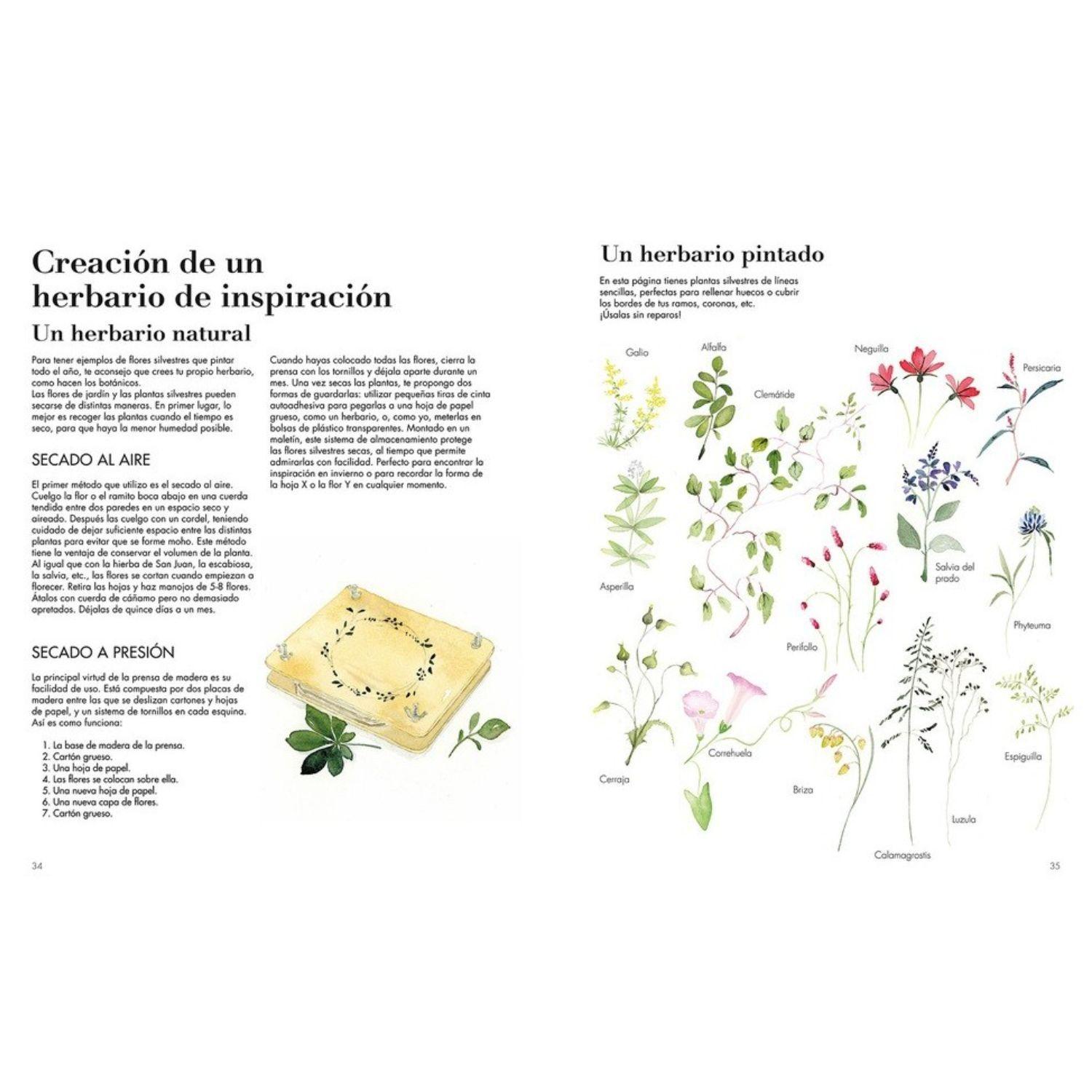 Acuarela botánica-3