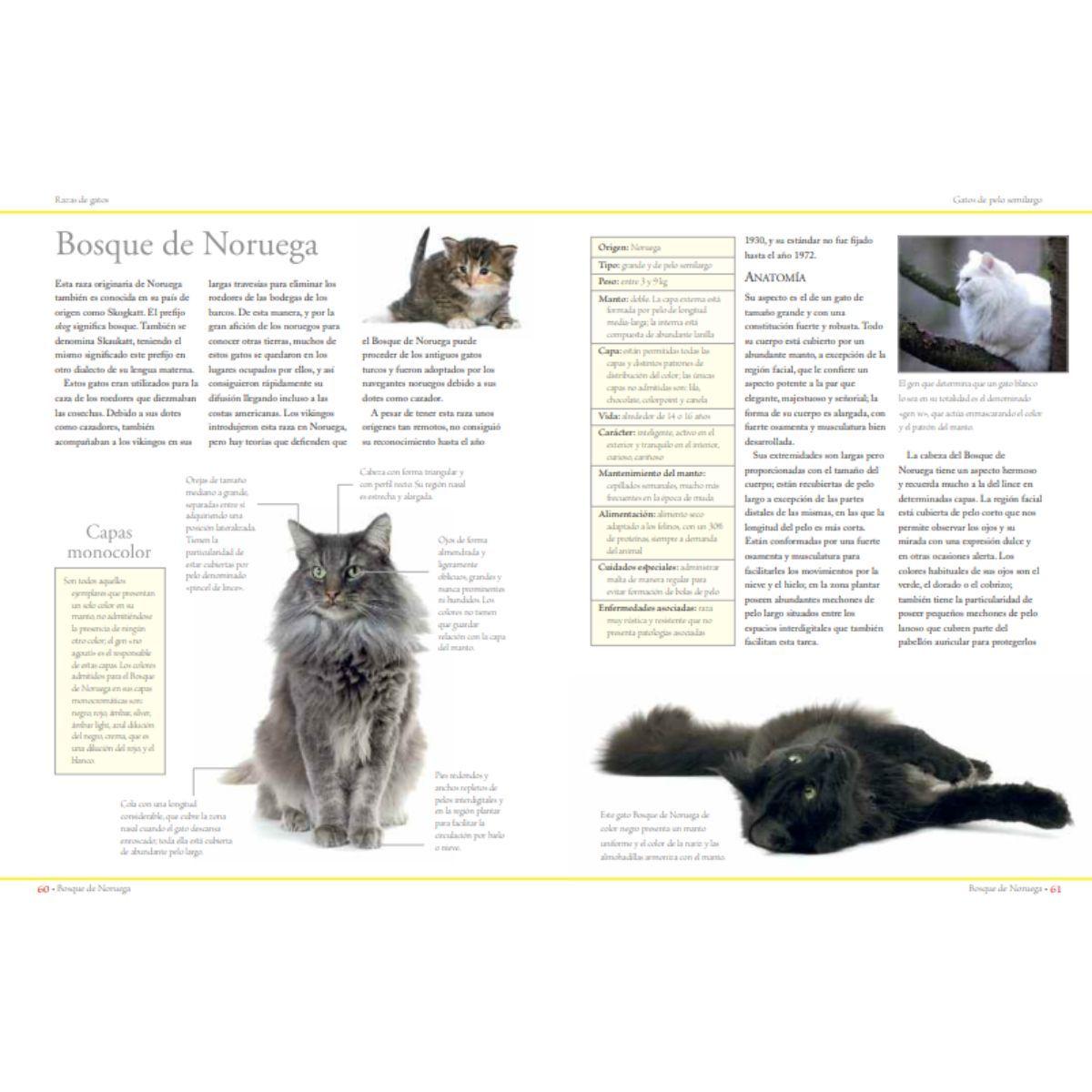 Enciclopedia de las razas de gatos-3