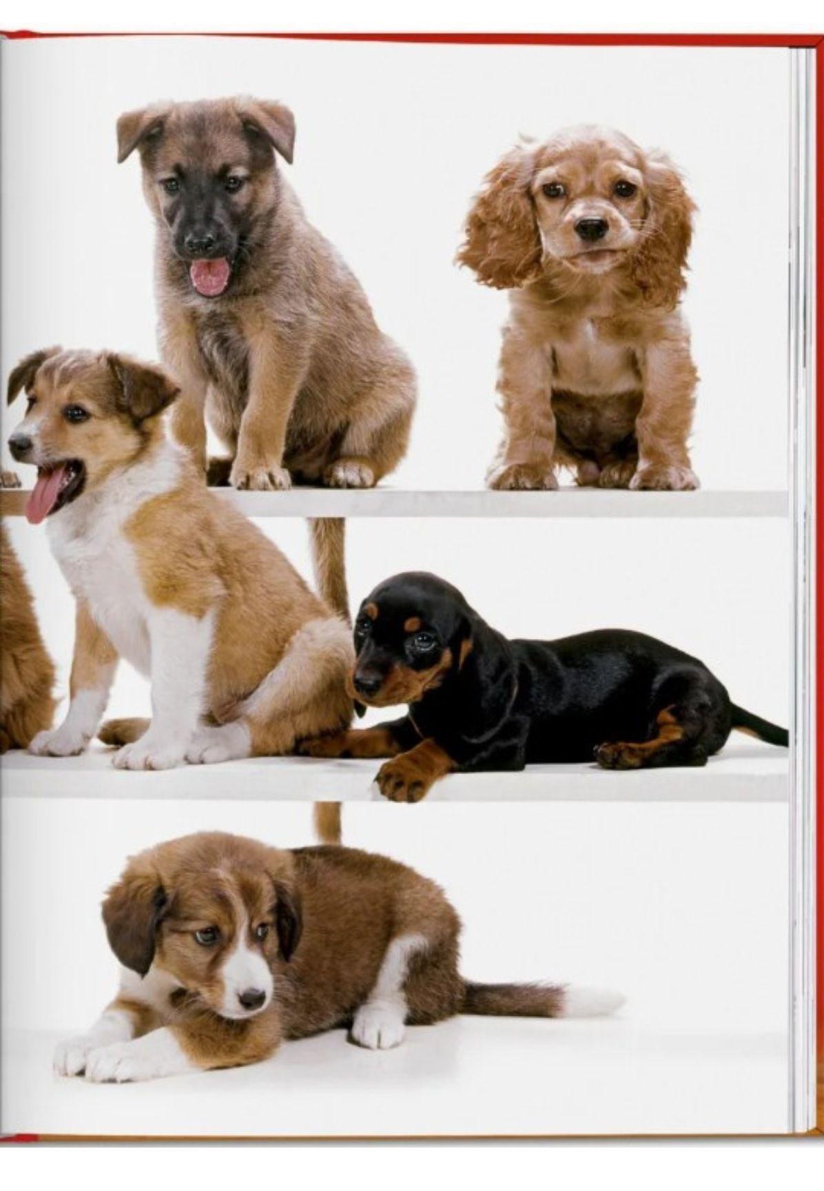 Walter Chandoha. Dogs. Photographs 1941–1991-2