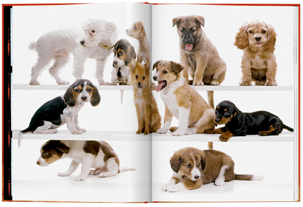 Walter Chandoha. Dogs. Photographs 1941–1991-6