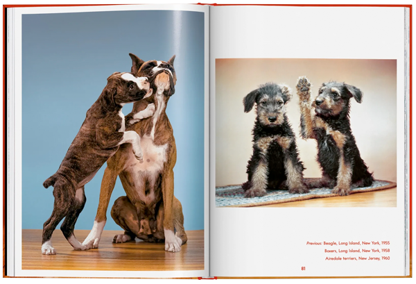 Walter Chandoha. Dogs. Photographs 1941–1991-8