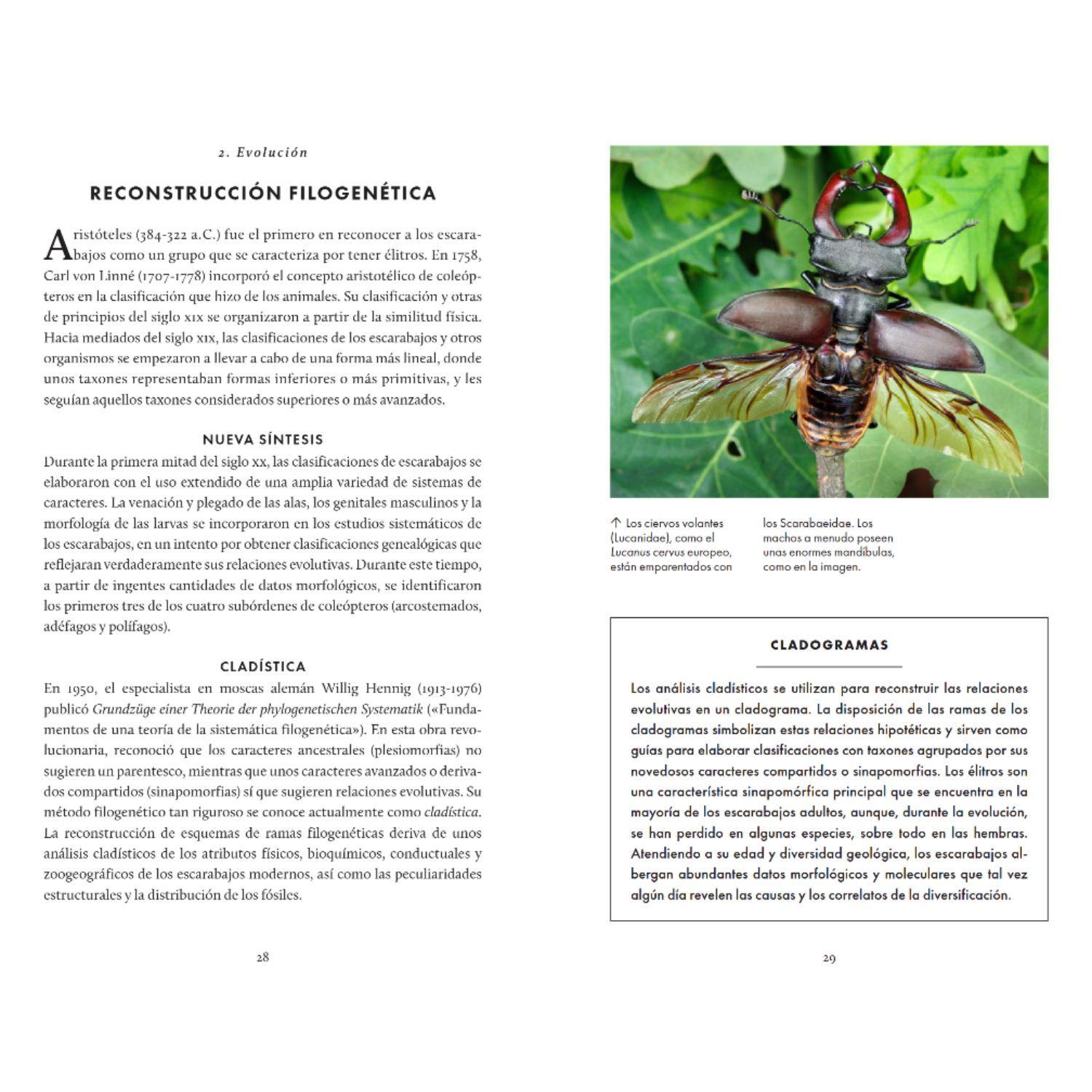 Escarabajos - Pequeño libro de la naturaleza-2