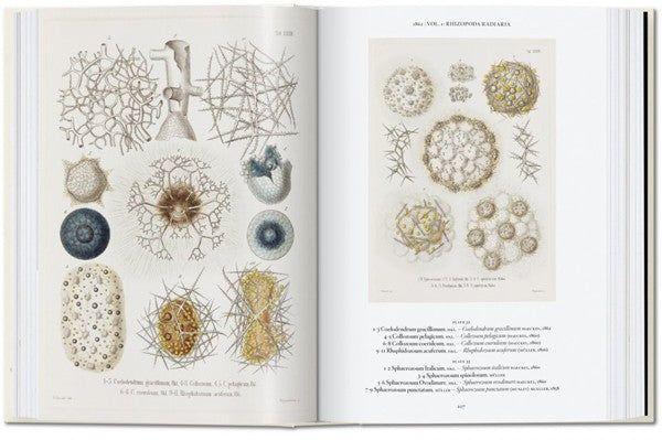 Colección 40 aniversario  - Ernst Haeckel-6