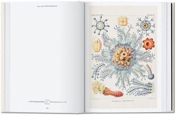 Colección 40 aniversario  - Ernst Haeckel-7
