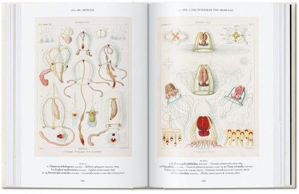 Colección 40 aniversario  - Ernst Haeckel-8