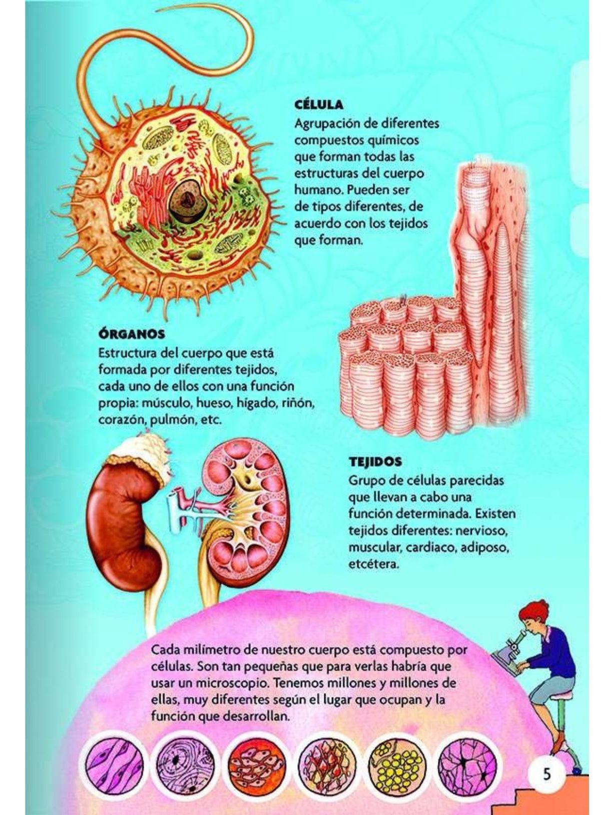 Descubro y juego - El cuerpo humano-3