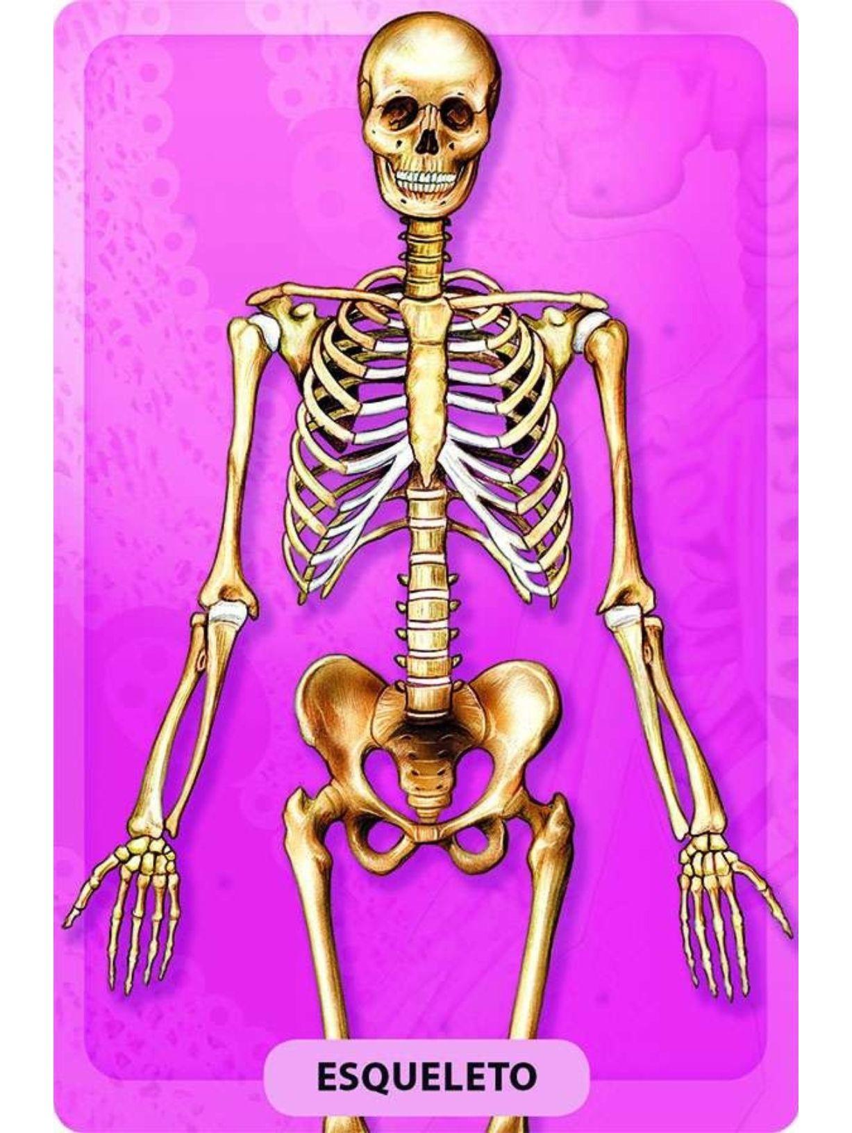 Descubro y juego - El cuerpo humano-4