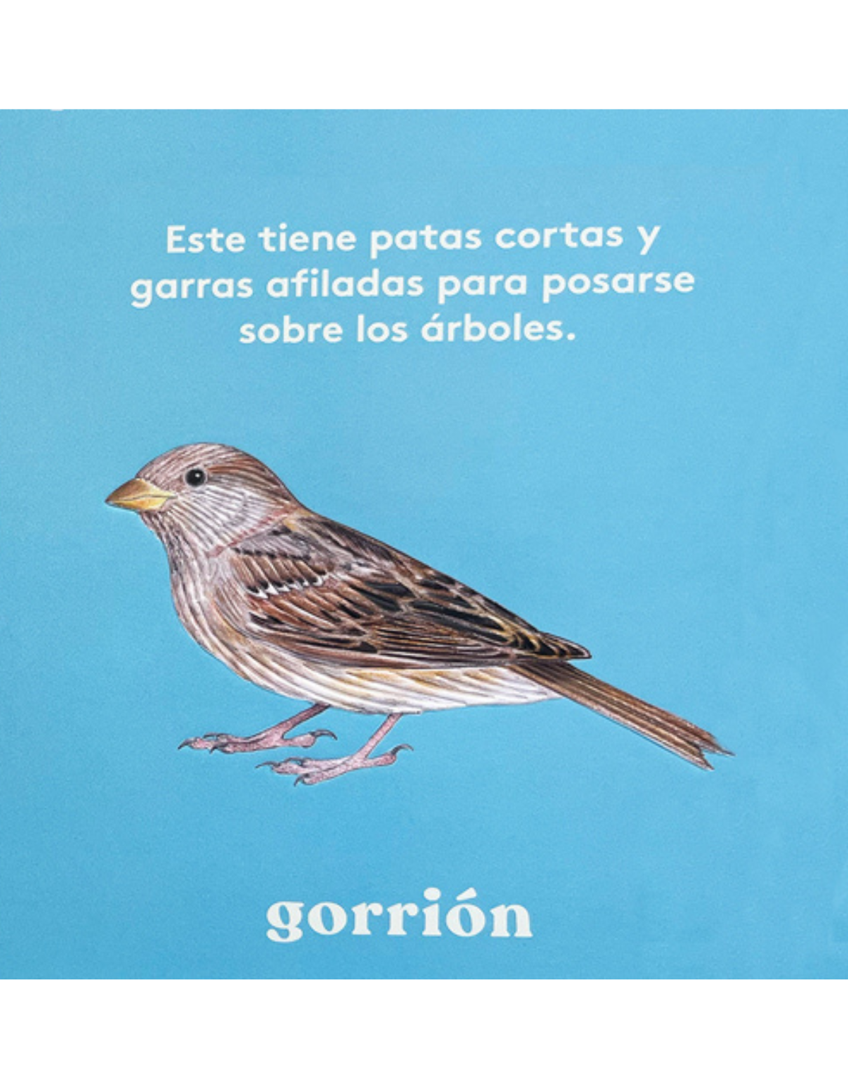 Mira! Un ave de Editorial Contrapunto-2