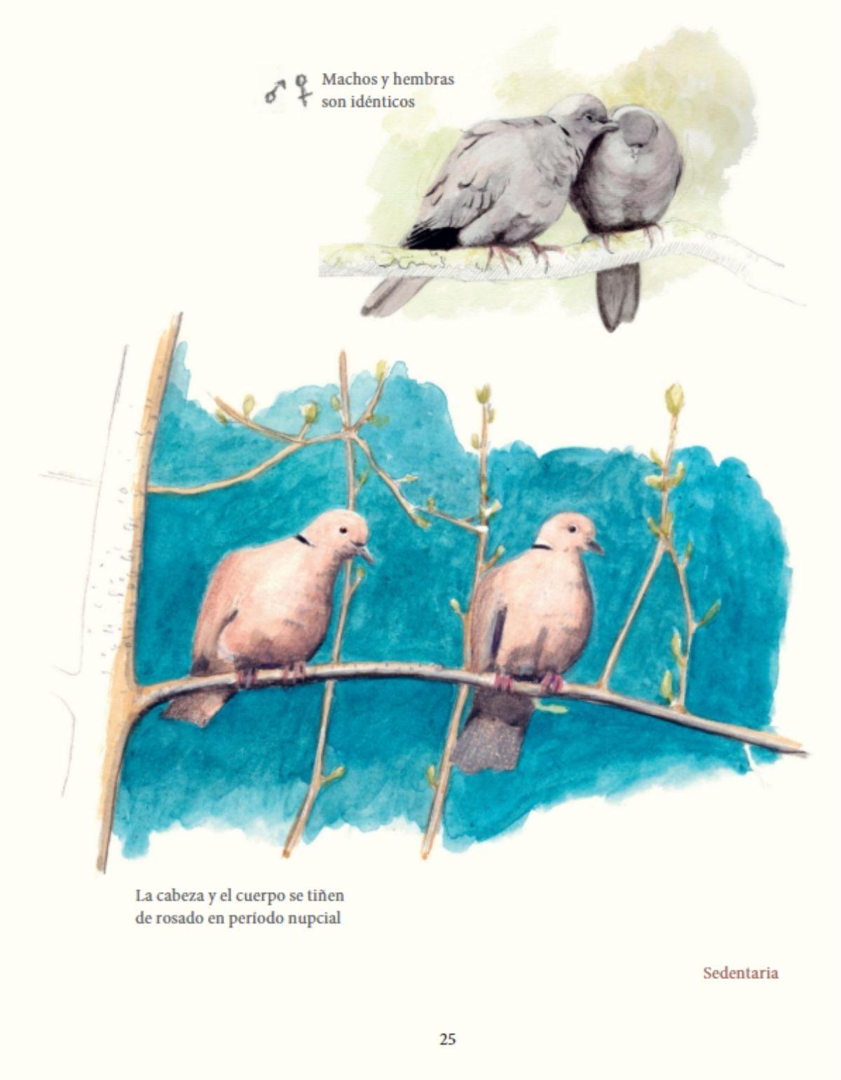Las aves de nuestros jardines, ciudades y pueblos-3