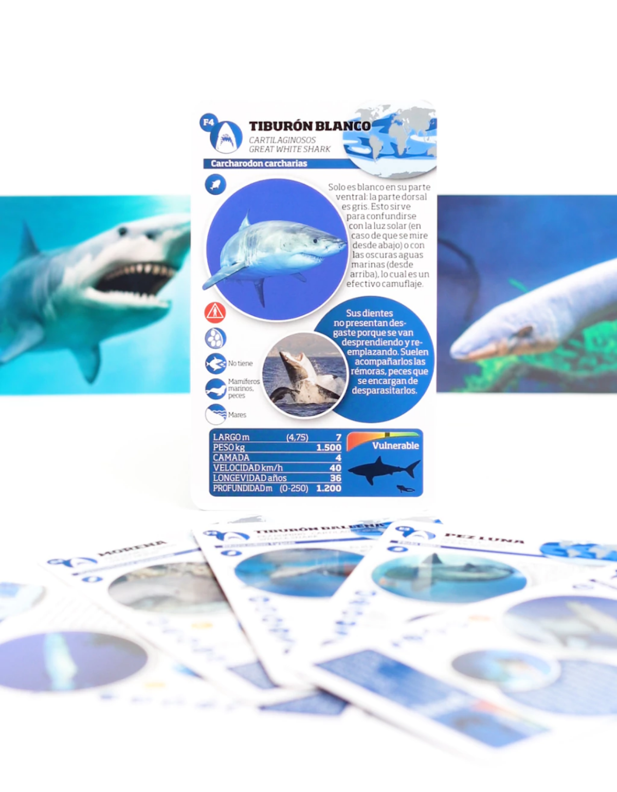 Enciclopedia de animales. Gigantes de las profundidades-4