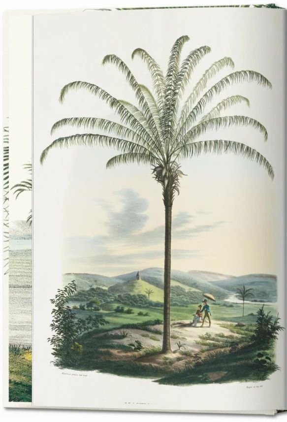 40 - Martius. El libro de las Palmeras-1