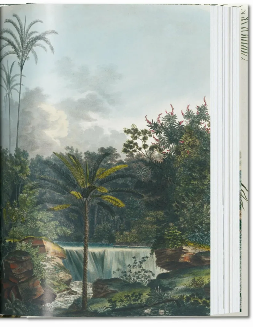 40 - Martius. El libro de las Palmeras-2