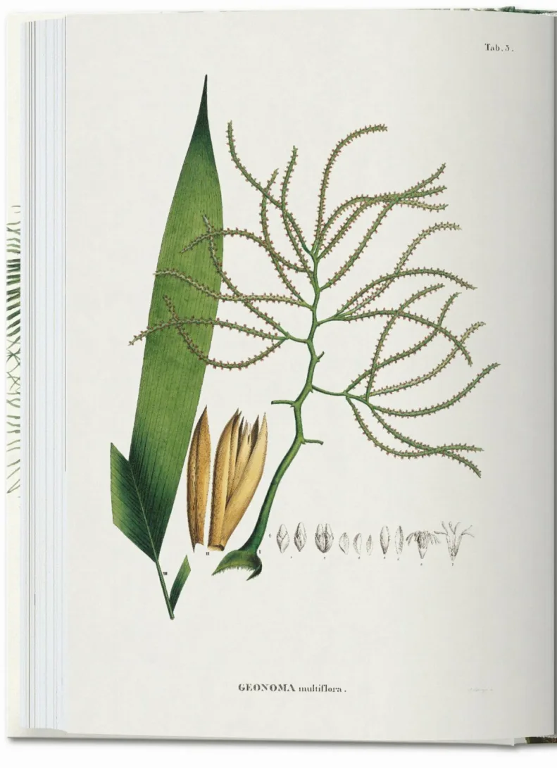 40 - Martius. El libro de las Palmeras-3