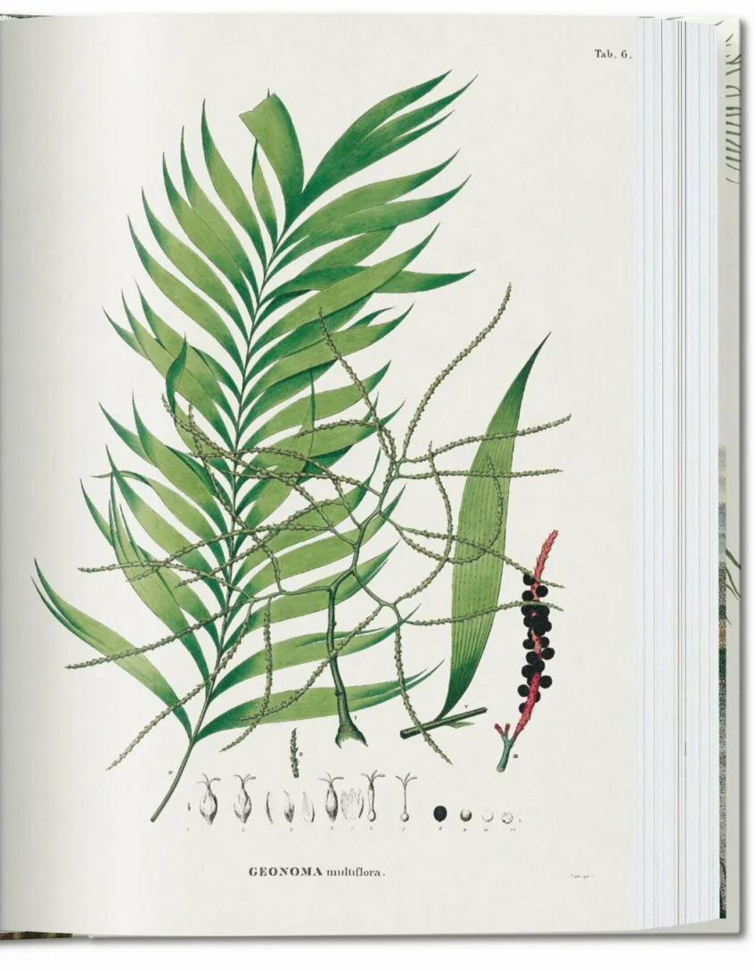 40 - Martius. El libro de las Palmeras-4