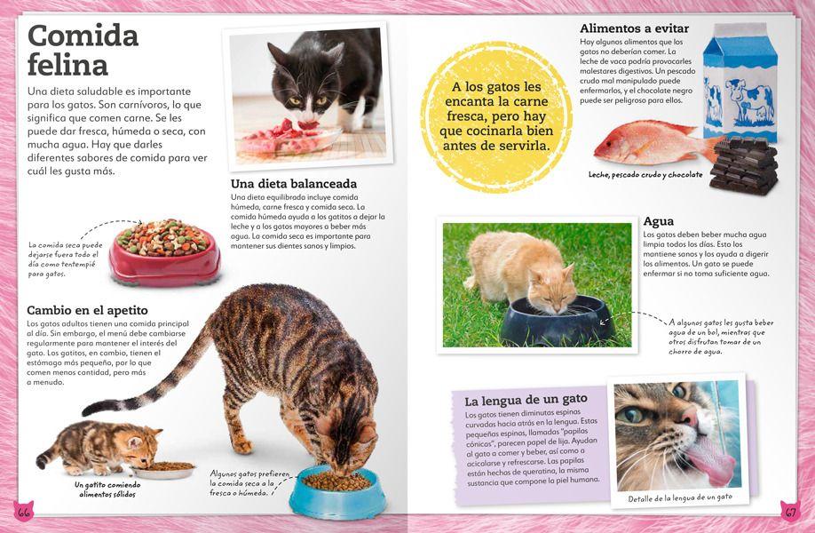 Libro Mi Libro de Gatos y Gatitos-2