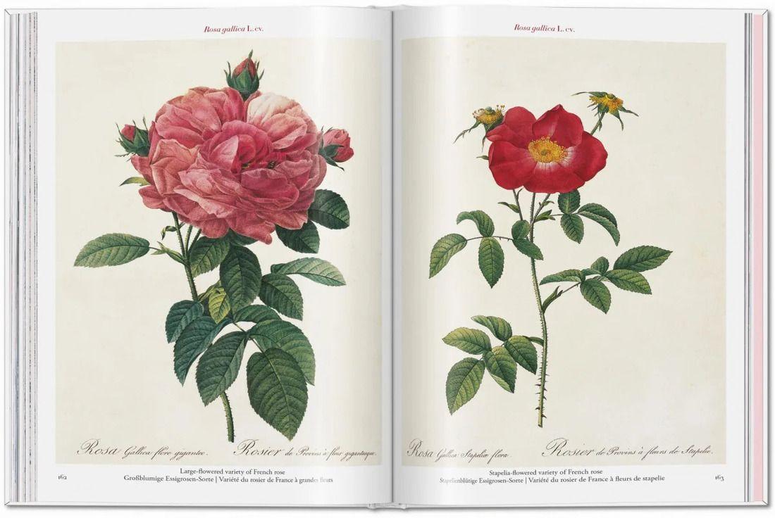 Libro Roses · Redouté · Pocket Book-4
