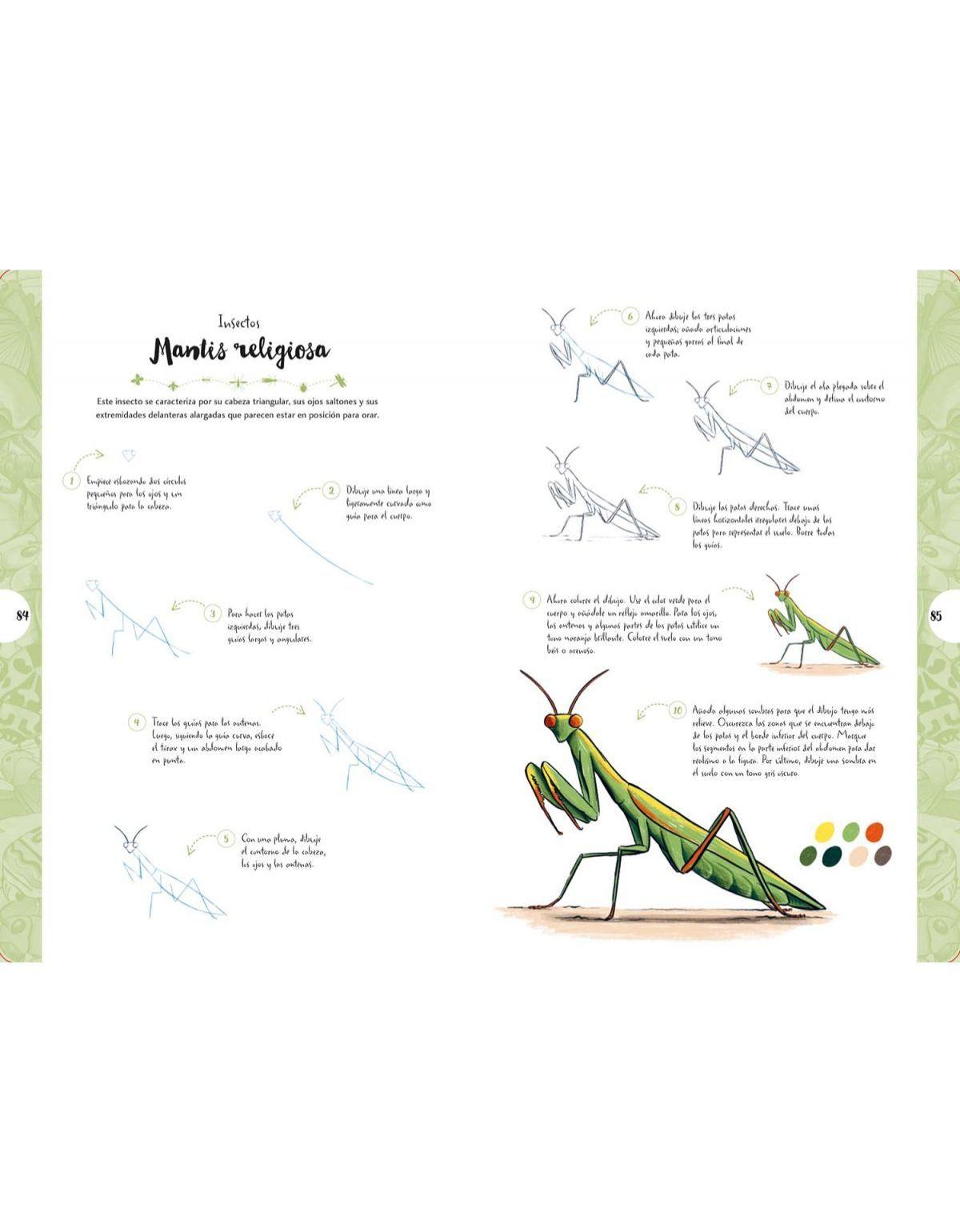 Dibujar en 10 pasos. Mariposas y otros insectos-2